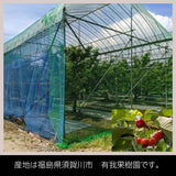 さくらんぼ 【有我果樹園】 佐藤錦 紅秀峰 紅てまり どれか1品種 500g 2L  贈答用 福島県須賀川市 《6/中旬～6/下旬の出荷》