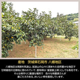 柿 甘柿 【成田柿園】 やさとの柿 富有柿等  3.5kg S 20個 茨城県石岡市 《11/下旬～12/上旬より出荷》