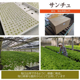 サンチュ 【ふるや農園】 常温便 300枚 業務用 福島県 当日収穫 新鮮