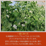 スナップえんどう 【松浦農園】 1kg 業務用 福島県伊達市 当日収穫 新鮮 えんどう豆 スナップエンドウ 《4/上～4/中より出荷》