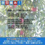 桃 【遠藤農園】 もも 3.5kg 中玉13～14個 贈答 品種色々 福島県 《7/下旬～8/上旬から出荷》