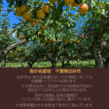梨 【 大塚果樹園 】 白井の梨 5kg  10～16個 贈答用 しろいの梨 千葉県白井市《9/上旬～9/中旬の出荷》