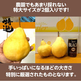 洋梨 【佐藤果樹園】 洋なし ル・レクチェ 1kg 特大 2玉 贈答用 新潟県 ルレクチェ プレゼント 御歳暮 お歳暮 《11/下旬～12/上旬より出荷》