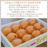 びわ 【谷柴農園】 房州びわ 希少 特大ビッグ 4L 12個 1.3kg 贈答用 枇杷 千葉県南房総市 天皇献上の実績 母の日 父の日 《4/下旬～5/上旬より出荷》