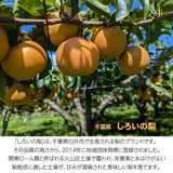梨 【 大塚果樹園 】 白井の梨 5kg  10～16個 贈答用 しろいの梨 千葉県白井市《9/上旬～9/中旬の出荷》