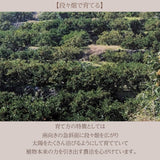柑橘 【とまハウス】 有田地区 柑橘2種以上 家庭用 4キロ 和歌山県 《2026.2/上旬～2/中旬より出荷》