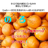 柑橘  【みかんの館】 有田 ブランド産地 田村地区産 のうろく 3㎏ 和歌山県 かんきつ みかん 《2/中旬～2/下旬より出荷》