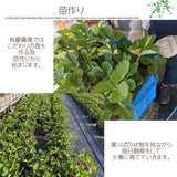 いちご 【有慶農園】 とちおとめ  250ｇ×４パック 福島県須賀川 苺 イチゴ