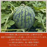 スイカ 【富里すいか園】 特大 富里スイカ 4L 1個 9kg以上 千葉県富里市 すいか 父の日 《5/下旬～6/上旬より出荷》