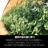 スナップえんどう 【松浦農園】 4kg (1kg×4箱) 業務用 福島県伊達市 当日収穫 新鮮 えんどう豆 スナップエンドウ 《4/上～4/中より出荷》