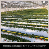 いちご 【アグリハウス秋山】 とちおとめ 3L~4L 大玉 12～15個×2P 750g 翌日配達の地域(東北～近畿）限定 贈答用 福島県 須賀川 苺 《1/上旬～1/中旬より出荷》