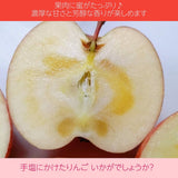 りんご 【ひかりグループ】 サンふじ 約3kg 8～12個 贈答用 山形県 《12/上旬～12/中旬より出荷》