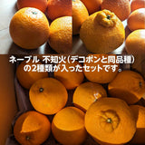 柑橘  【柑土里ファーム】 ネーブル しらぬい 2種類入り 3.5kg センサー 静岡県三ケ日 不知火 《3/中旬～3/下旬より出荷》
