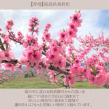桃 【蓬田さん】 献上桃の郷 もも 3kg 10～12玉 贈答用 福島県桑折町 《7/下旬～8/上旬より出荷》