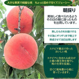 桃 【菊池園芸】 もも あかつき まどか 3kg 8～12個 福島県 伊達市 贈答用 ステビア桃  《7/下旬～8/上旬より出荷》