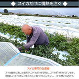 スイカ 【南原ファーム】 高級 波田スイカ 2L～3L 7～9kg 長野県松本市 御中元 《7/中旬より出荷》