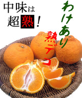 しらぬい 【みかんの館】 有田 ブランド産地 田村地区産 熟デコ 不知火 7㎏ 訳あり 家庭用 和歌山県 デコポン と同品種 みかん 柑橘 《2/下旬～3/上旬より出荷》
