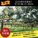 洋梨 【あべき倶楽部】 洋ナシ 2種類入り 1.8kg 3～8個 ご家庭用 訳あり 福島県 洋なし 《10/下旬～11/上旬より出荷》