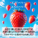 いちご 【山川いちご園】 スカイベリー 1080g 24～36粒（大玉6～8粒×2P)×２箱 栃木県 苺 イチゴ 《1/上旬より出荷》