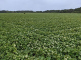 さつまいも 【サンキューマルシェ】 生芋 紅はるか 10kg 無選別 土付き 茨城県ひたちなか市 サツマイモ 薩摩芋 業務用