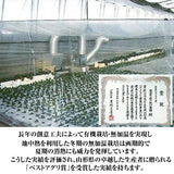紫 小松菜 【あさあけ農場】 150g×30袋 4.5kg 当日収穫 山形県尾花沢市 紫小松菜 業務用