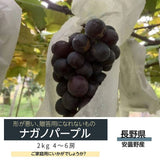 ぶどう 【米山農園】 ナガノパープル 家庭用 2kg 4～6房 長野県安曇野 《9/上旬～9/中旬より出荷》