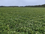 さつまいも 【サンキューマルシェ】 生芋 紅はるか 5kg 無選別 土付き 茨城県ひたちなか市 サツマイモ 薩摩芋 業務用