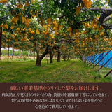 梨 【 佐藤果樹園 】 3kg  5～8個 贈答用 新潟県三条市 《9/中旬～9/下旬より出荷》