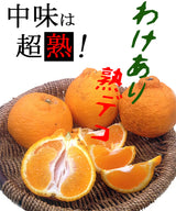 しらぬい 【みかんの館】 有田 ブランド産地 田村地区産 熟デコ 不知火 3㎏ 訳あり 家庭用 和歌山県 デコポン と同品種 みかん 柑橘 《2/下旬～3/上旬より出荷》