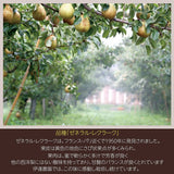 洋梨 【伊達農園】 ゼネラル・レクラーク 2.5kg 5～7個 贈答用 《11/上旬～11/中旬より出荷》