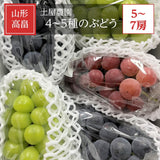 ぶどう 【土屋農園】 葡萄 詰め合わせ 3.8kg 5～7房 シャインマスカット入り 4～5種類 贈答用 山形県 高畠 《9/中旬～9/下旬より出荷》 フルーツ 果物