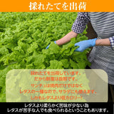 サンチュ 【ふるや農園】 常温便 300枚 業務用 福島県 当日収穫 新鮮