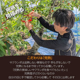 さくらんぼ 【桜桃慕庵】 佐藤錦 1kg M以上 山形県 東根市  《6/中旬～6/下旬の出荷》