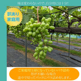ぶどう 【佐藤果樹園】 シャインマスカット1.4kg（350g×4パック)　家庭用バラ詰　福島県　翌日配送地区限定発売