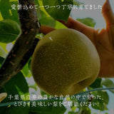 梨 【 アウーファーム 】 白井の梨 かおり 5kg 5~8個 贈答用 しろいの梨 千葉県白井市《9/中旬～10/上旬の出荷》