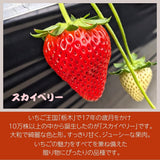 いちご 【山川いちご園】 スカイベリー 1080g 24～36粒（大玉6～8粒×2P)×２箱 栃木県 苺 イチゴ 《1/上旬より出荷》