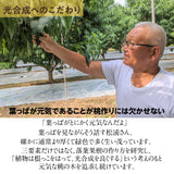 桃 【伊達 松浦農園】 硬い もも 2kg 5～7個 福島県 伊達市 《7/下旬～8/上旬出荷》
