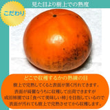 柿 甘柿 【成田柿園】 やさとの柿 富有柿等  3.5kg S 20個 茨城県石岡市 《11/下旬～12/上旬より出荷》