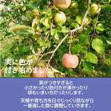 りんご 【有我果樹園】 2色 リンゴ ぐんま名月 フジ 5kg 16～18個 御歳暮 福島県須賀川市《11/下旬～12/上旬より出荷》