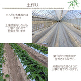 いちご 【有慶農園】 とちおとめ  250ｇ×４パック 福島県須賀川 苺 イチゴ