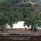 みかん 【とまハウス】 有田みかん 家庭用 訳あり 3㎏ 糖度11度以上 酸度0.85以下 約30玉 +補償分300g 和歌山県 蜜柑 ミカン 柑橘 《1/上旬～1/中旬の出荷》