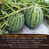 スイカ 【南原ファーム】 高級 波田スイカ 2L～3L 7～9kg 長野県松本市 御中元 《7/中旬より出荷》