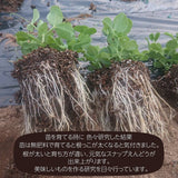 スナップえんどう 【松浦農園】 1kg 業務用 福島県伊達市 当日収穫 新鮮 えんどう豆 スナップエンドウ 《4/上～4/中より出荷》