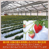 いちご 【アグリハウス秋山】 とちおとめ 250g×4パック 翌日配達の地域(北海道・中国・四国・九州・沖縄以外）限定　福島県須賀川 苺 イチゴ 《12/中旬より出荷》