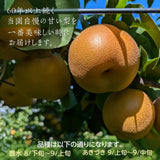 梨 【 大塚果樹園 】 白井の梨 5kg  10～16個 贈答用 しろいの梨 千葉県白井市《9/上旬～9/中旬の出荷》