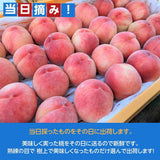 桃 【菊池園芸】 もも あかつき まどか 3kg 8～12個 福島県 伊達市 贈答用 ステビア桃  《7/下旬～8/上旬より出荷》