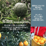しらぬい 【みかんの館】 有田 ブランド産地 田村地区産 熟デコ 不知火 7㎏ 訳あり 家庭用 和歌山県 デコポン と同品種 みかん 柑橘 《2/下旬～3/上旬より出荷》