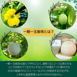 メロン 【トヨタ緑産】 肥料屋さんが作った あま～いメロン 2玉 2.4㎏ 贈答用 静岡県磐田市