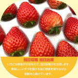 いちご 《 業務用 》 とちあいか L24個(2L20個)×4P×3箱 約4.2㎏ 栃木県産 イチゴ 国産 苺 生食