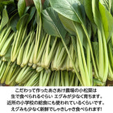 むらさき小松菜 【あさあけ農場】 150g×40袋 6kg 当日収穫 山形県尾花沢市 紫小松菜 業務用
